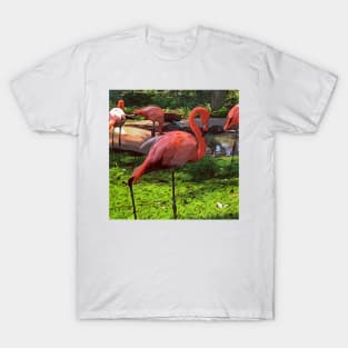 Pink flamingos T-Shirt